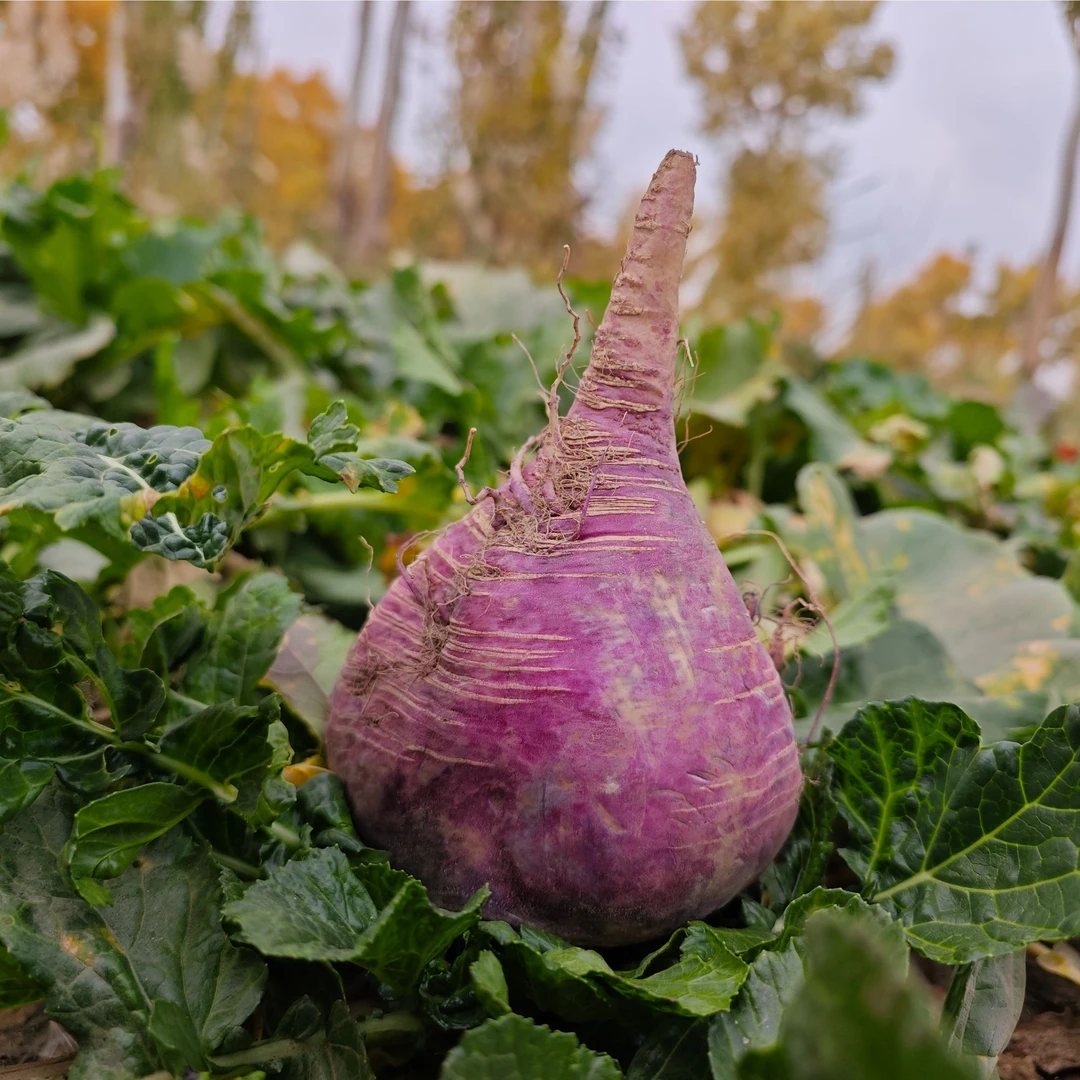 新疆阿克苏柯坪县紫皮恰玛古（kalpin Qamghur)