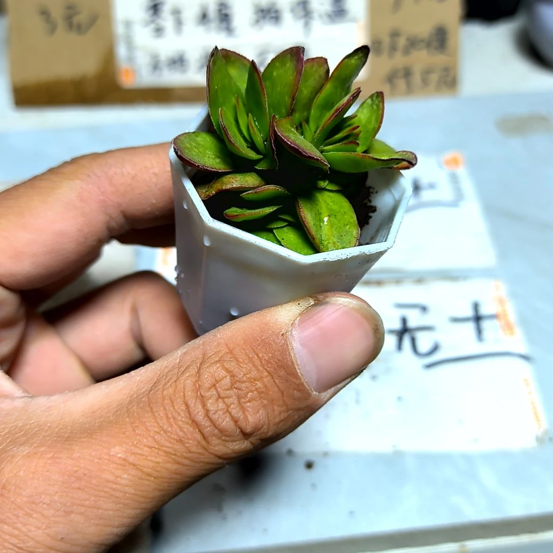 满6元包邮，天狗之舞