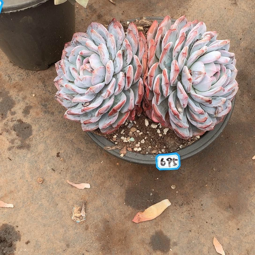 695橙子一物一拍多肉