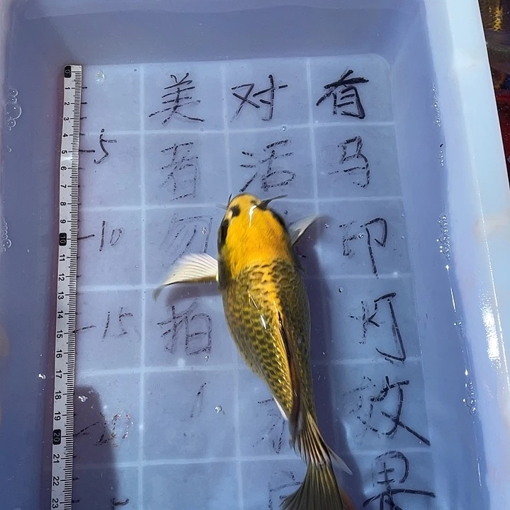 蝴蝶鲤渔场直发41