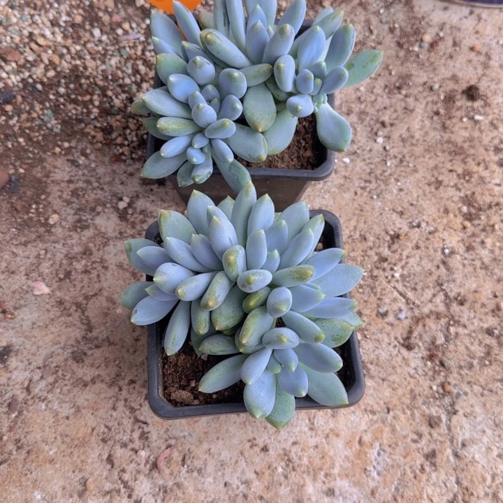 *****685多肉植物一物一拍