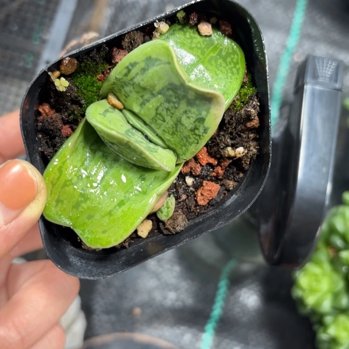 蜗牛硬叶多肉植物