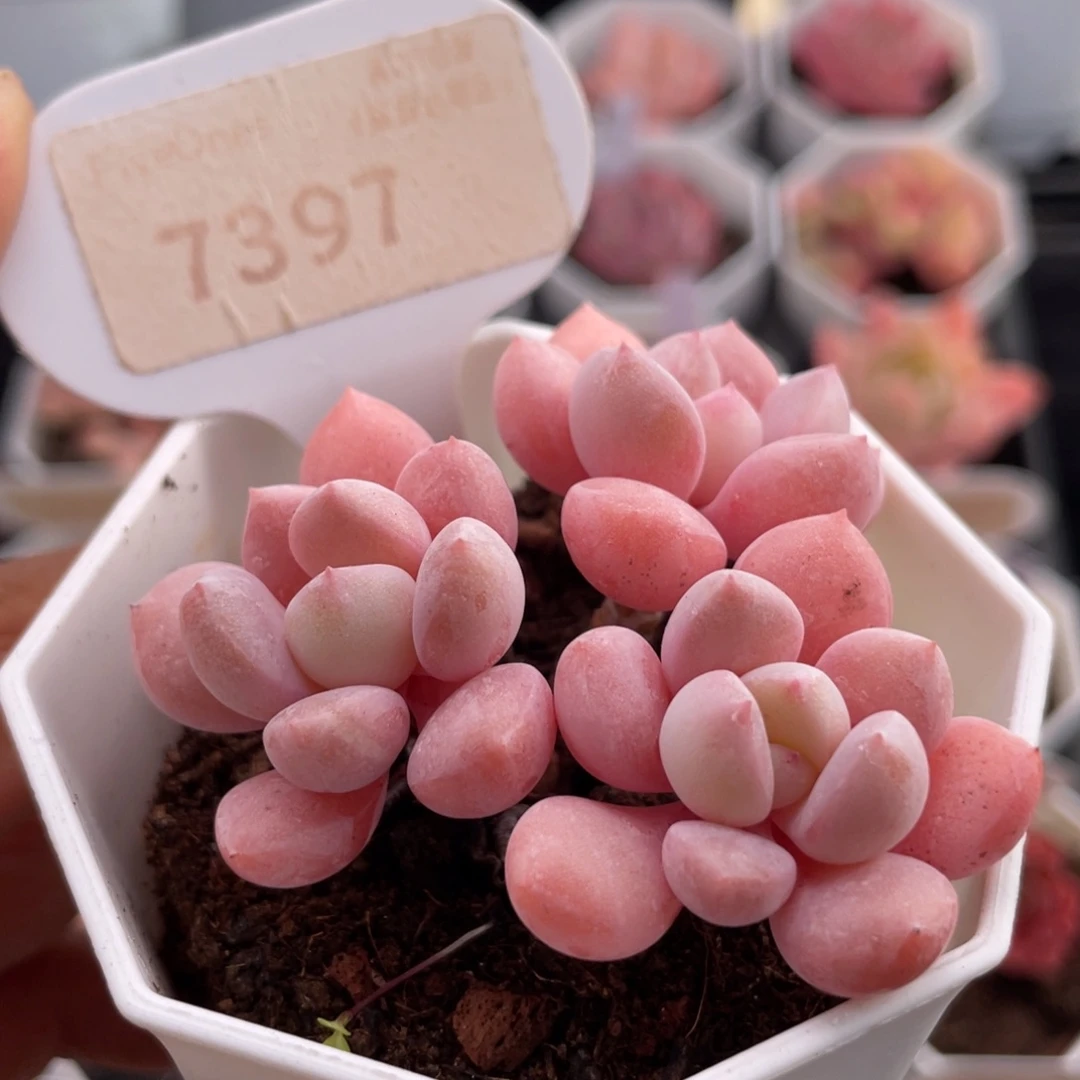 白鹭7397-5.0厘米