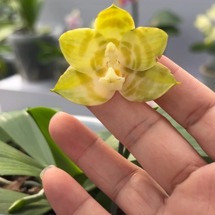 大部分花苞少量开放4.5寸杯双苗弥陀反射王 花开了很久了