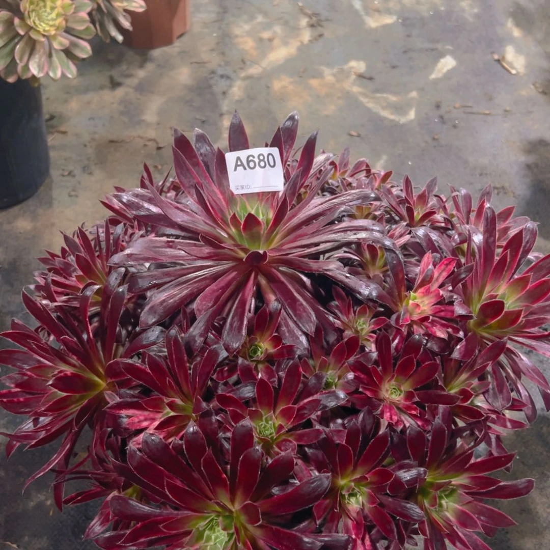 小**，680孔雀锦法师，多肉植物