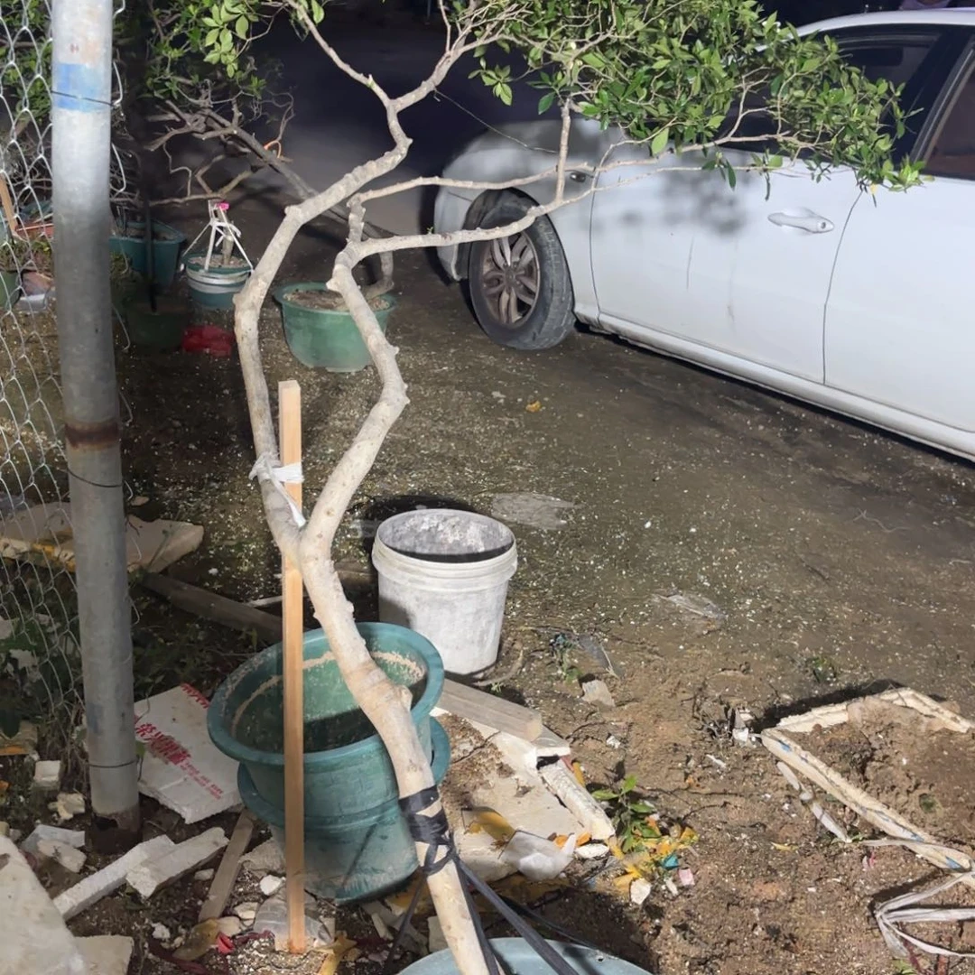 麦***斯无花朵海岛栀子花