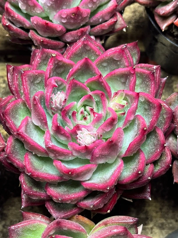 全场满15包邮 弗洛瑞安娜8-9公分，带盆土发货