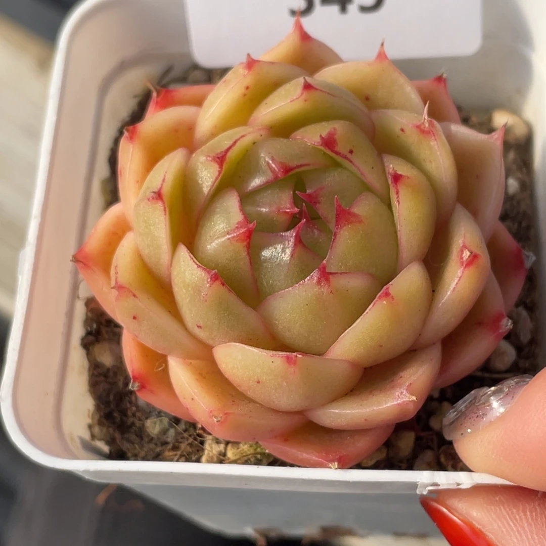 345号糖心冰心珍妮 约克夏