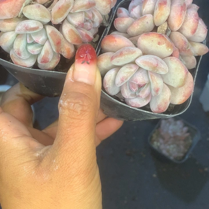 星影子群。（满9.99包邮不满9.99发叶子）