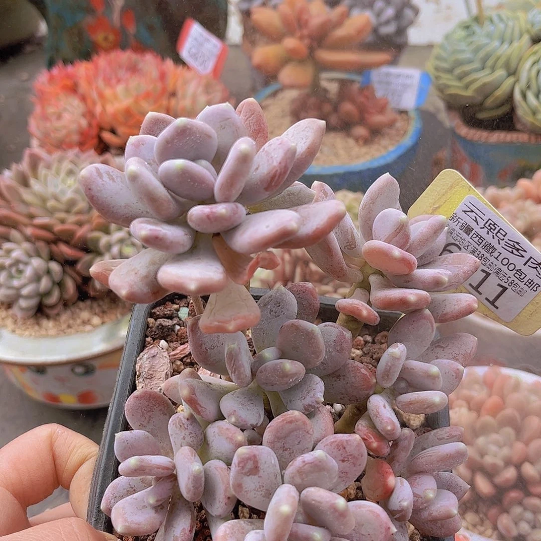 6511稻田姬美人。