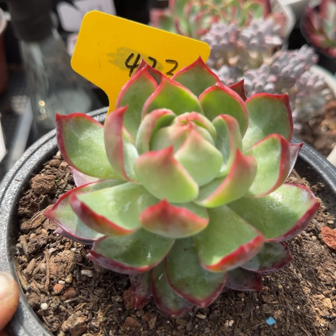 惊鸿一物一拍包装收缩花旱423