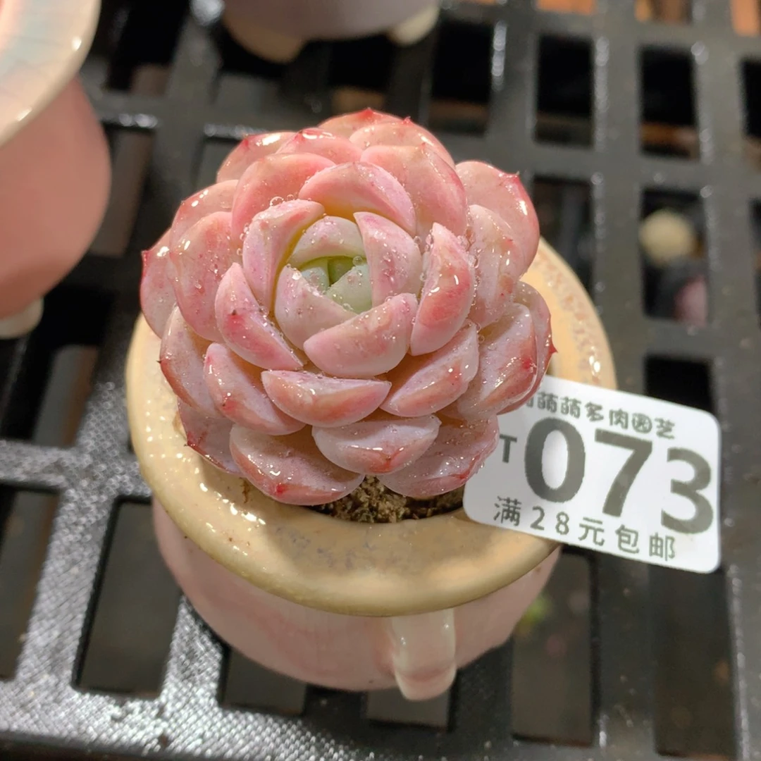 肉萌萌拇指盆精控多肉YT073