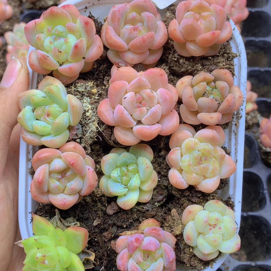 我要去看电影啦049