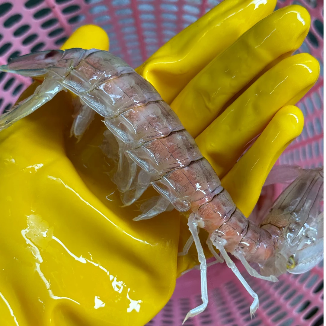 海南铺前野生带膏皮皮虾 保鲜不保活