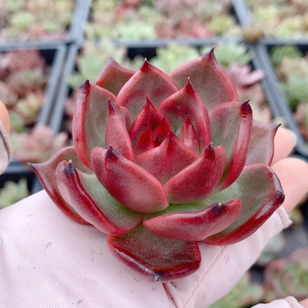 无花朵高品质东云系多肉植物