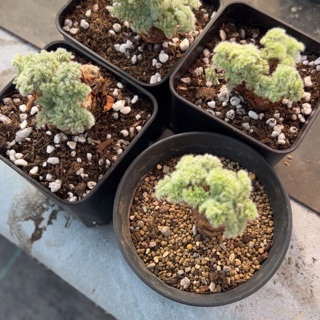 羽叶洋葵脱土发一颗已修根