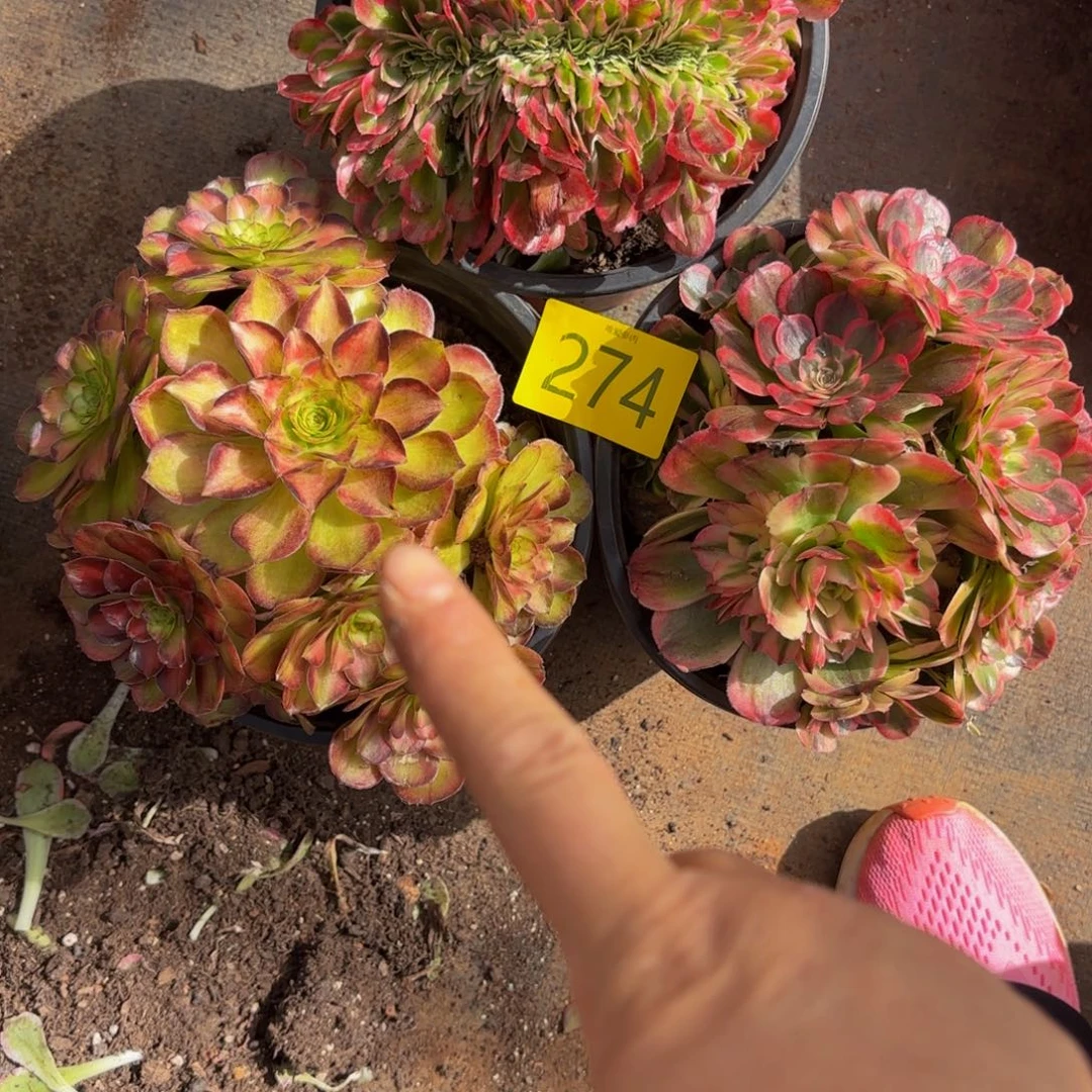 哈哈274多肉植物多肉植物