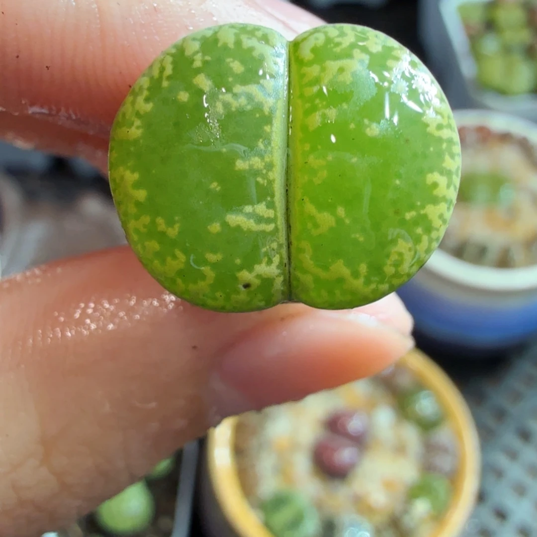 多肉植物的生长发育和生长734