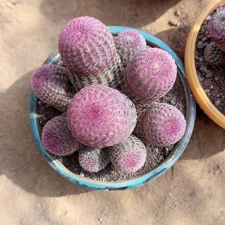 花***儿哈哈哈哈哈哈哈哈哈哈