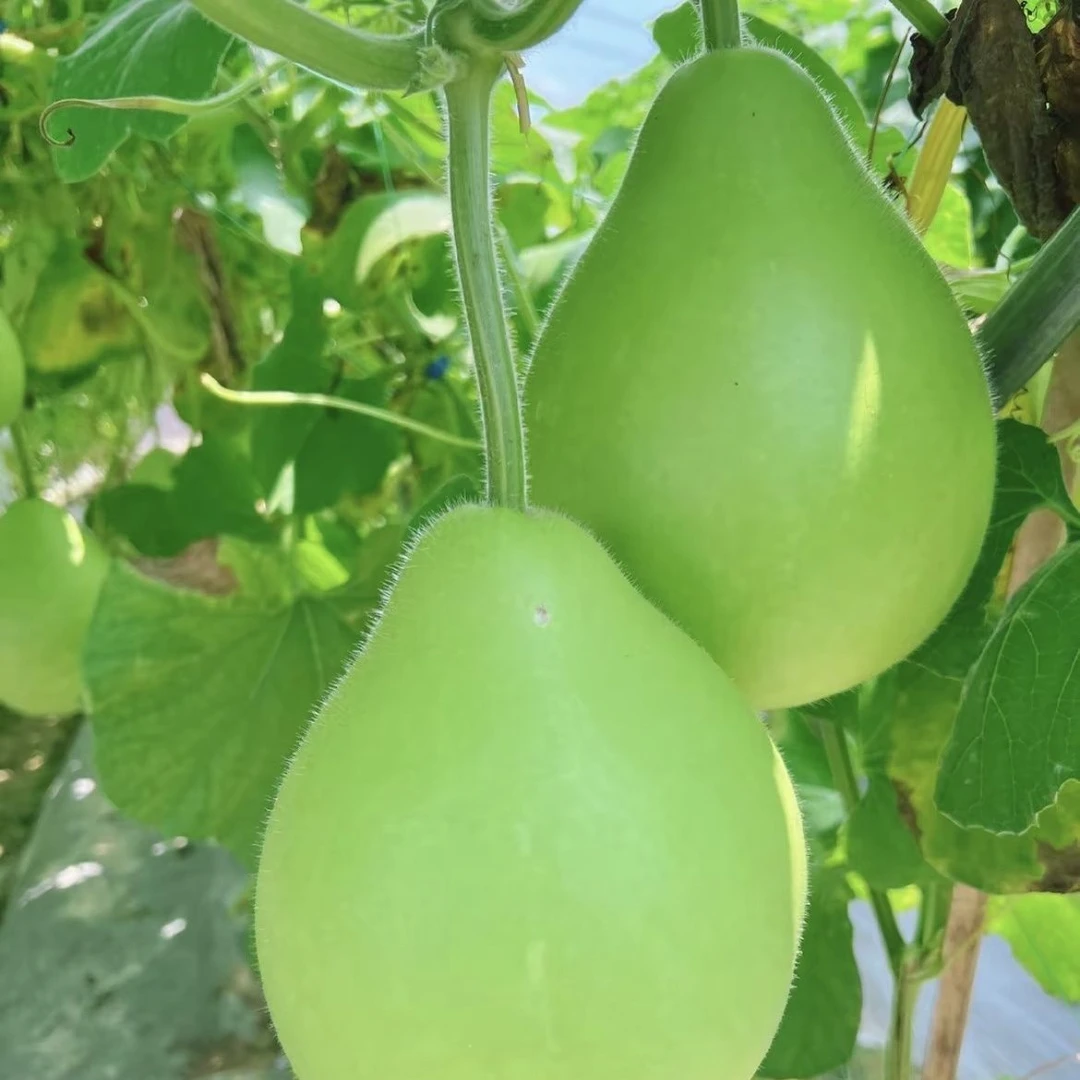 农家露天种植新鲜葫芦瓜现摘现发应季蔬菜