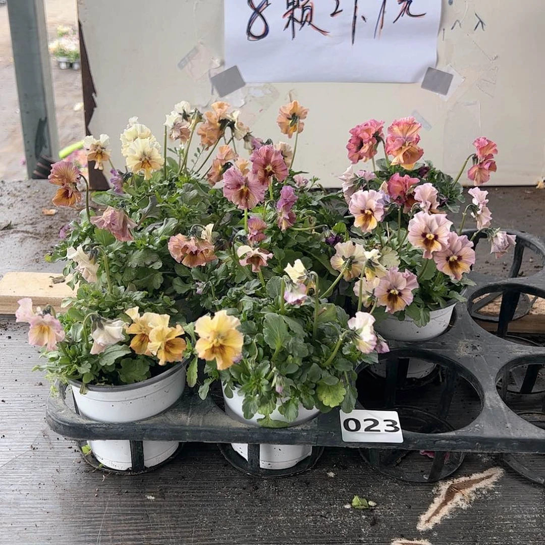 【闪购商品】023号
