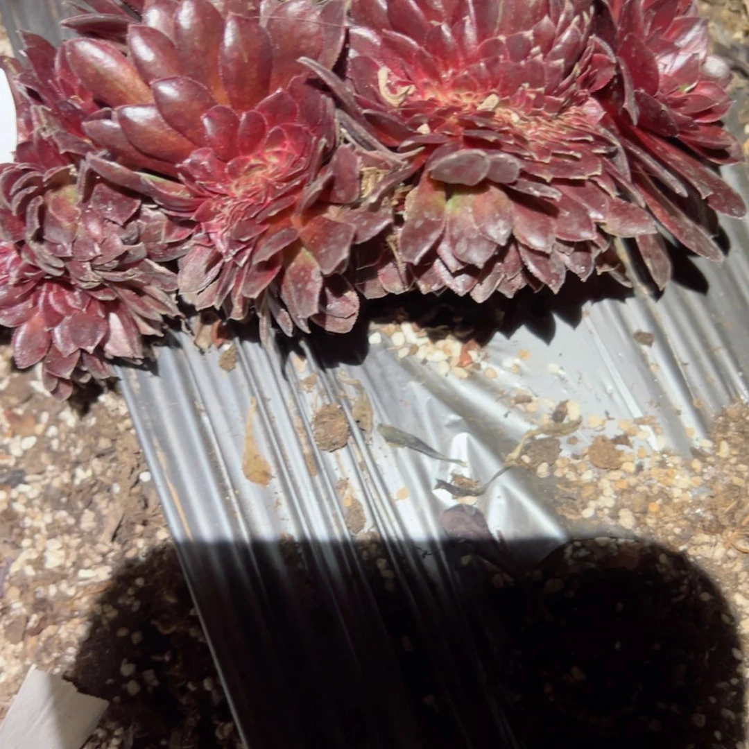 487 号多肉植物新年福利