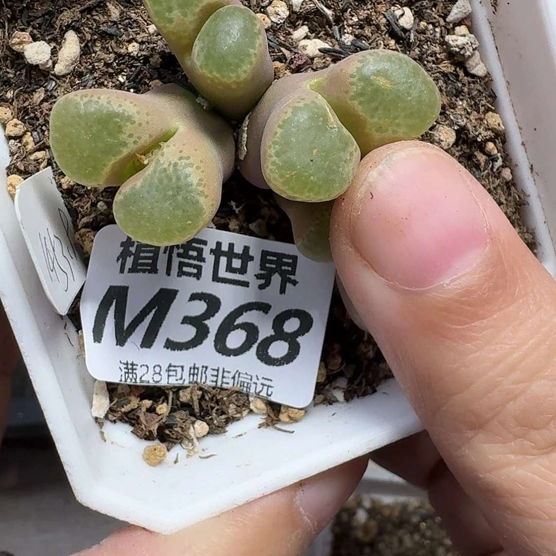 多肉植物的润泽fvbh