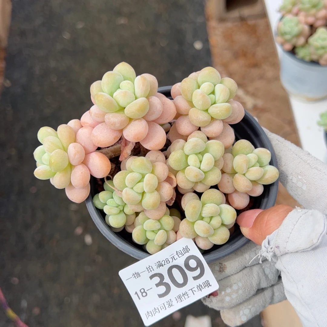 洛可可多肉多肉多肉多肉