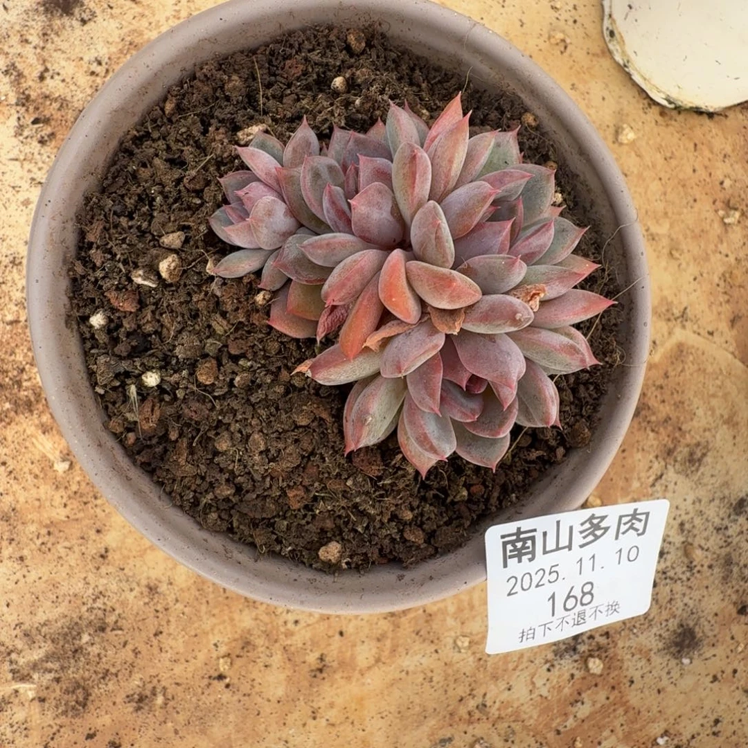 四头黑曼巴111110-168