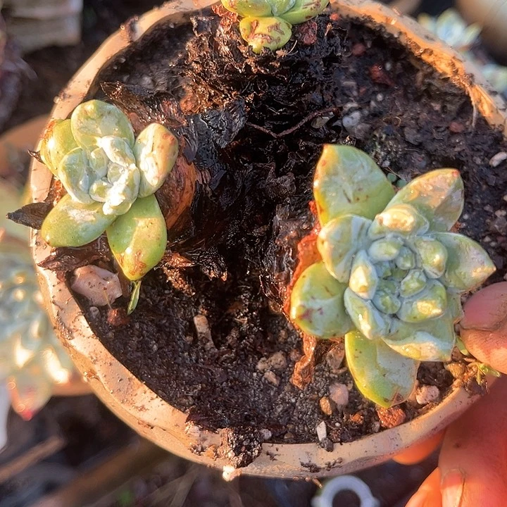 会****装仙女杯多肉植物