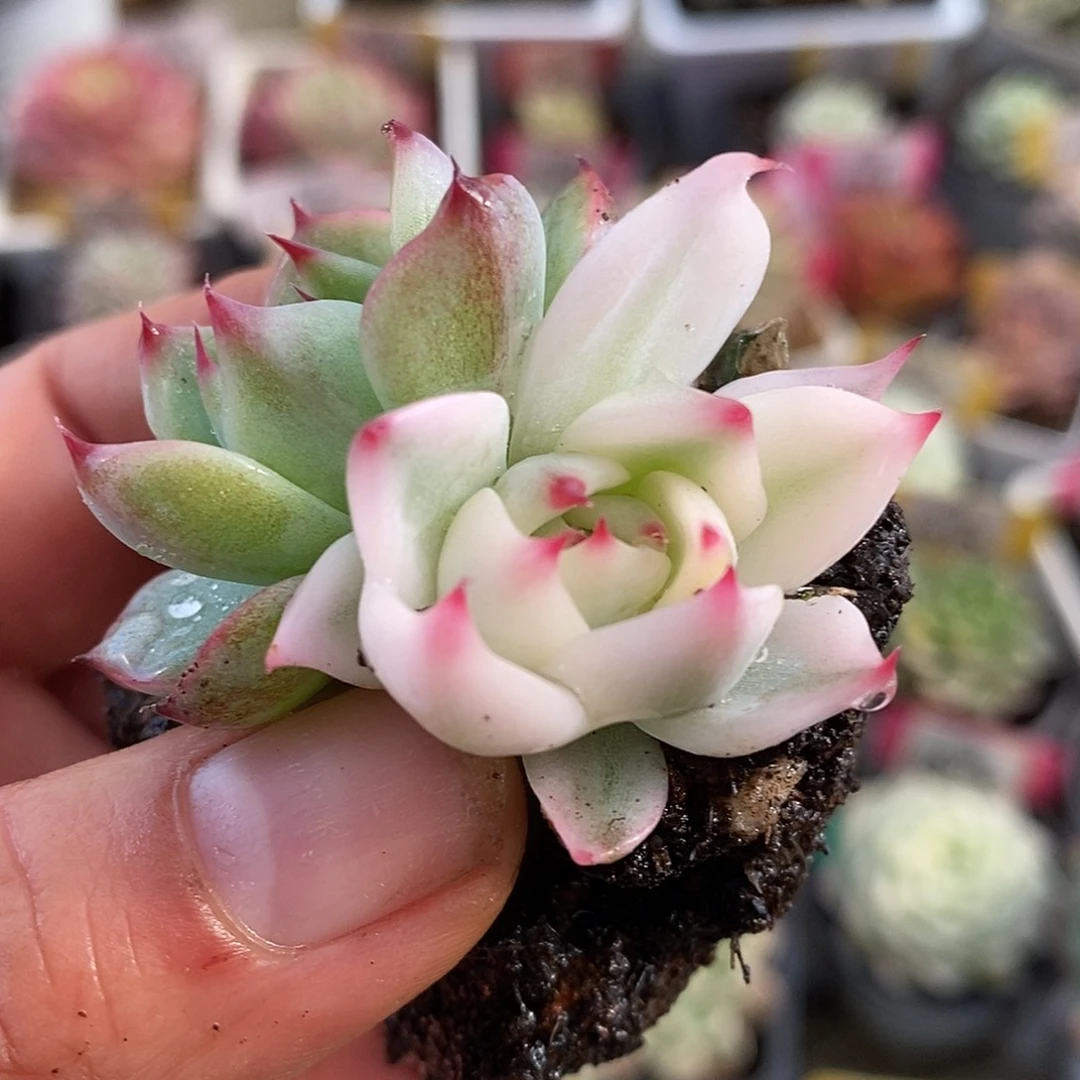 601宽锦娃娃哈哈哈哈哈