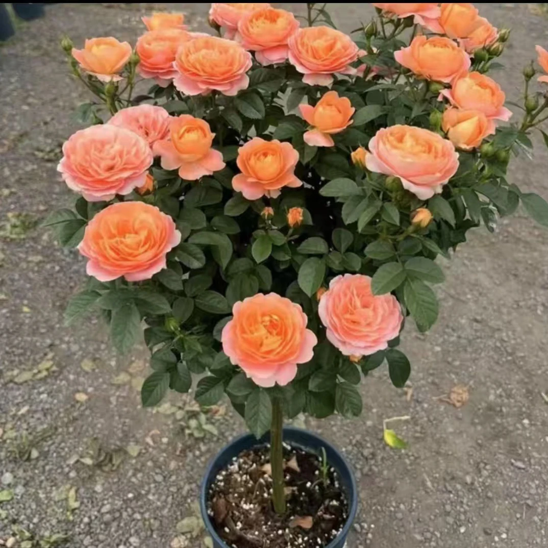 棒棒糖果汁阳台月季盆栽四季开花庭院阳台好养植物