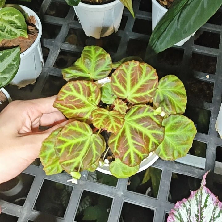 闪电迈秋海棠一物一拍