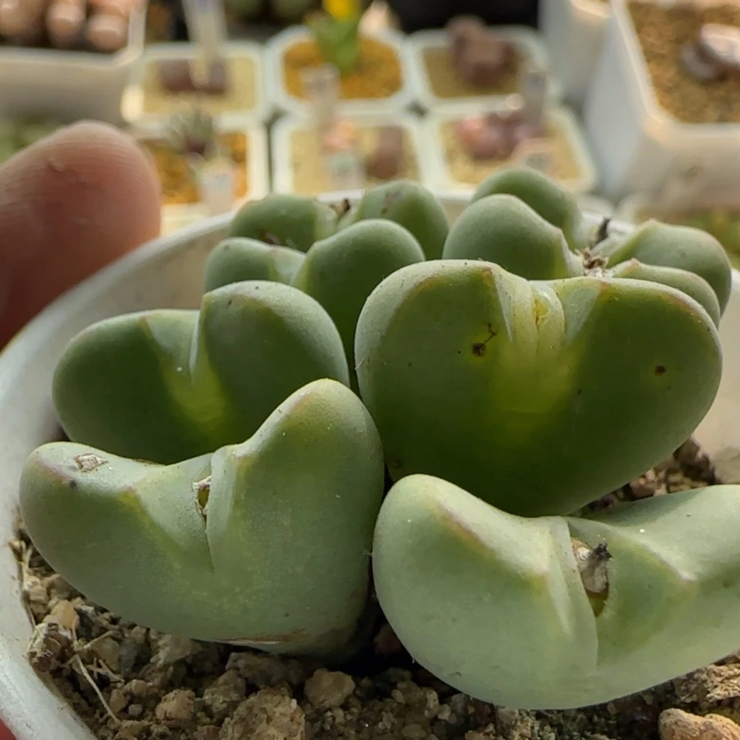 【闪购商品】1144少将杂