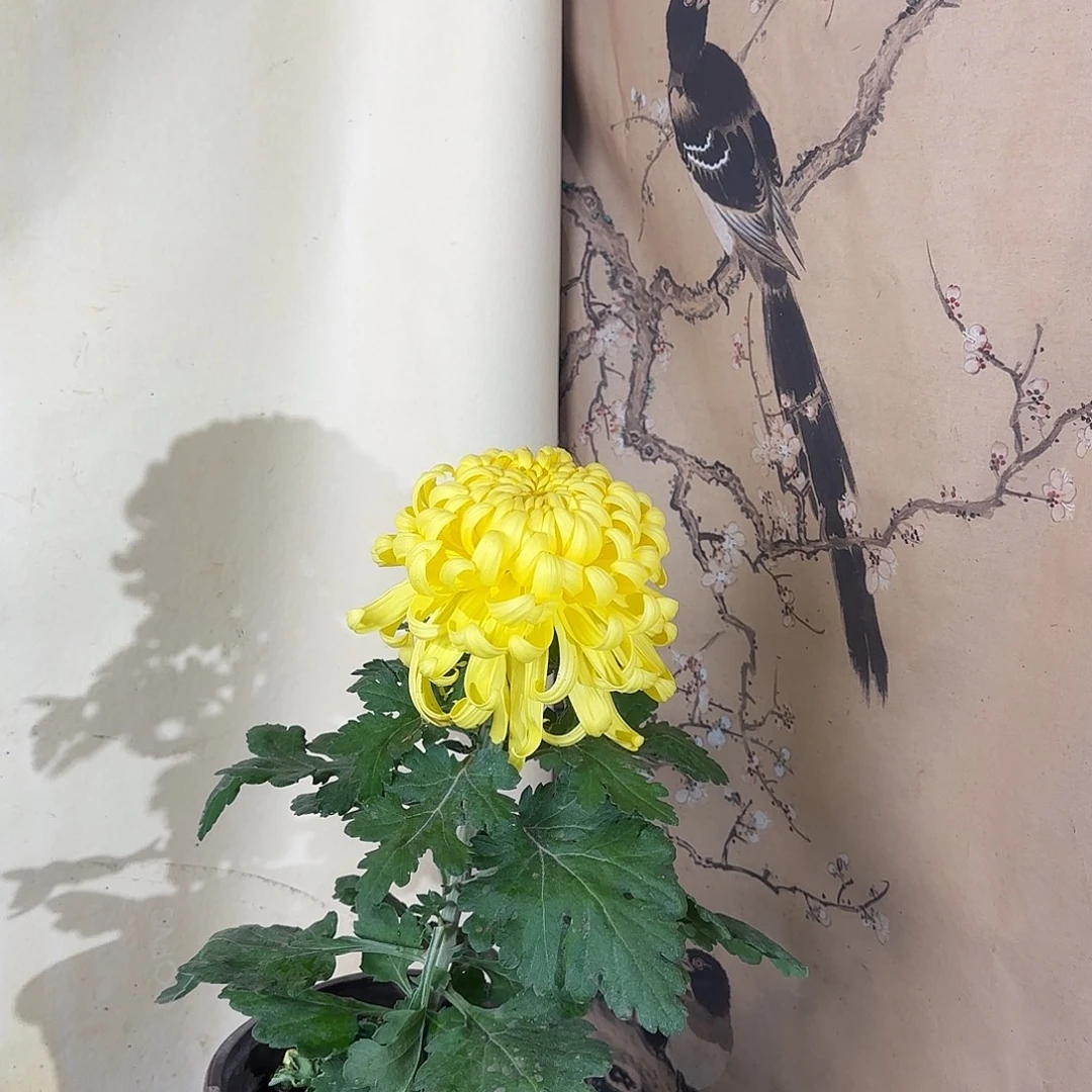 全部花朵G4444444