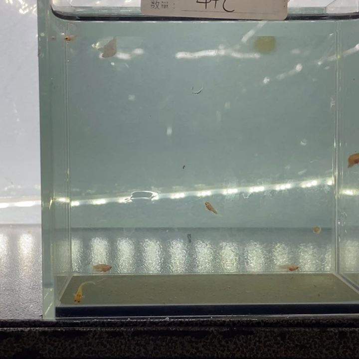 斗鱼包活不包损所见即所得464
