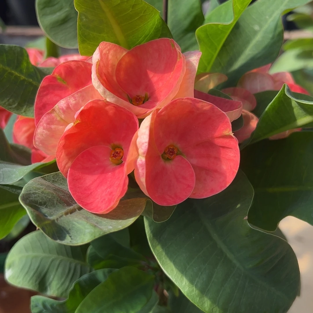 h1泰国大花虎刺梅