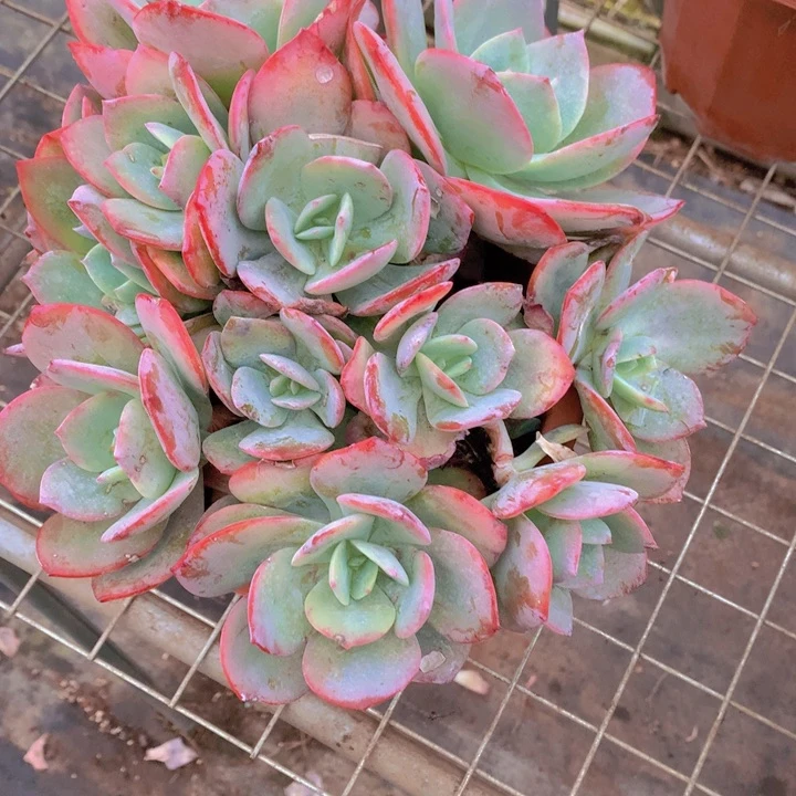 无花朵小*呀多肉植物5555555