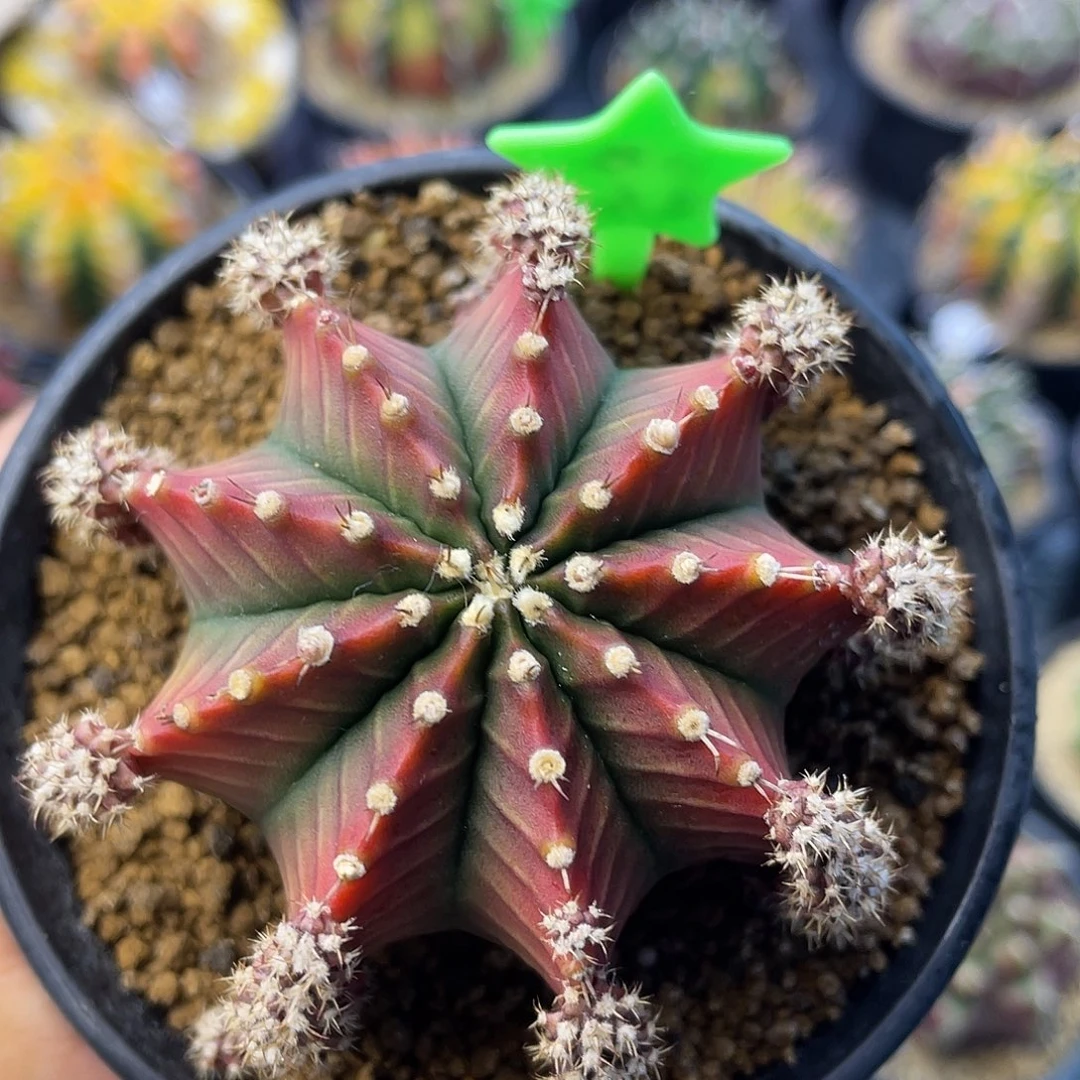 1-259沙拉曼尼侧芽6.8厘米