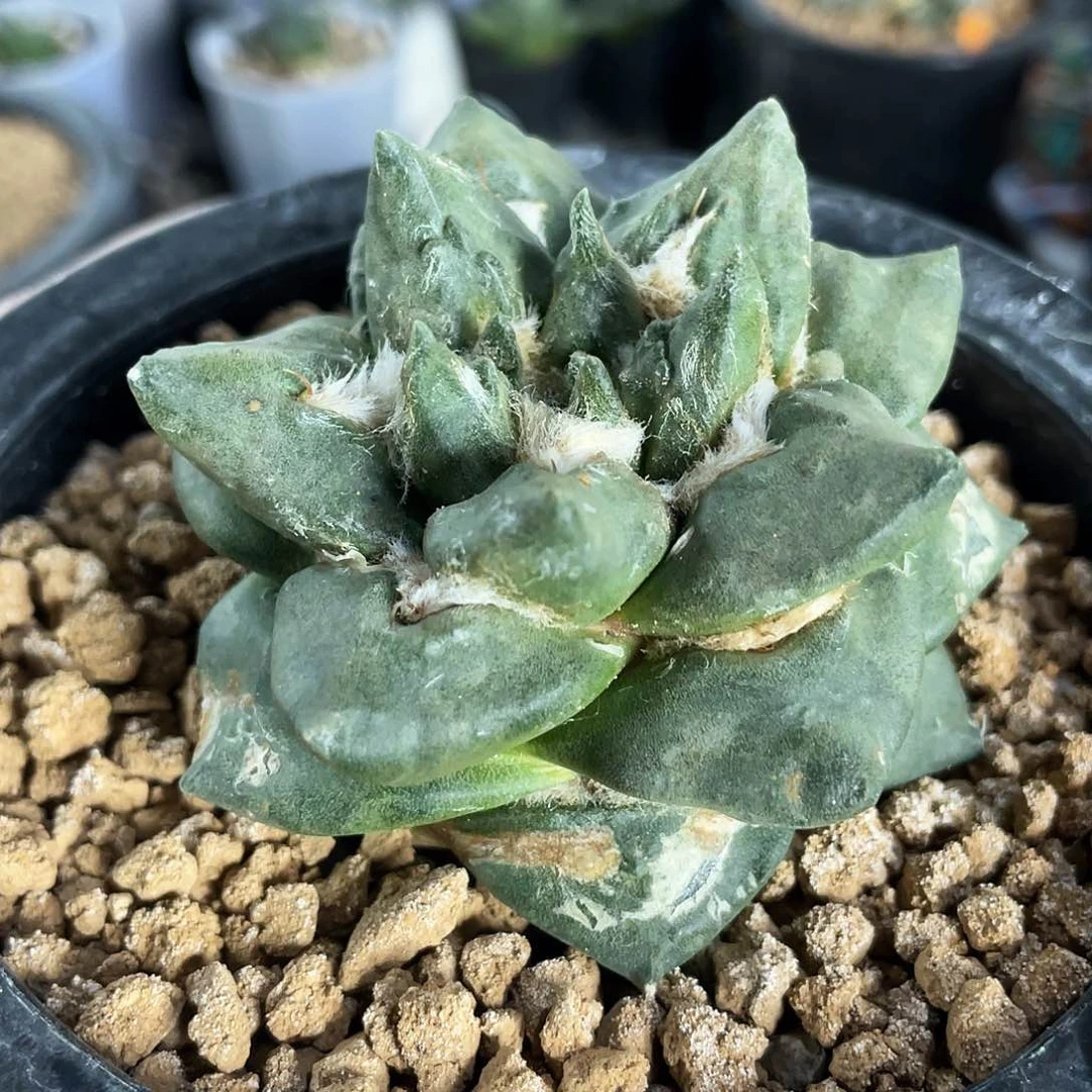 45号中金短尤龙角杂萝卜根