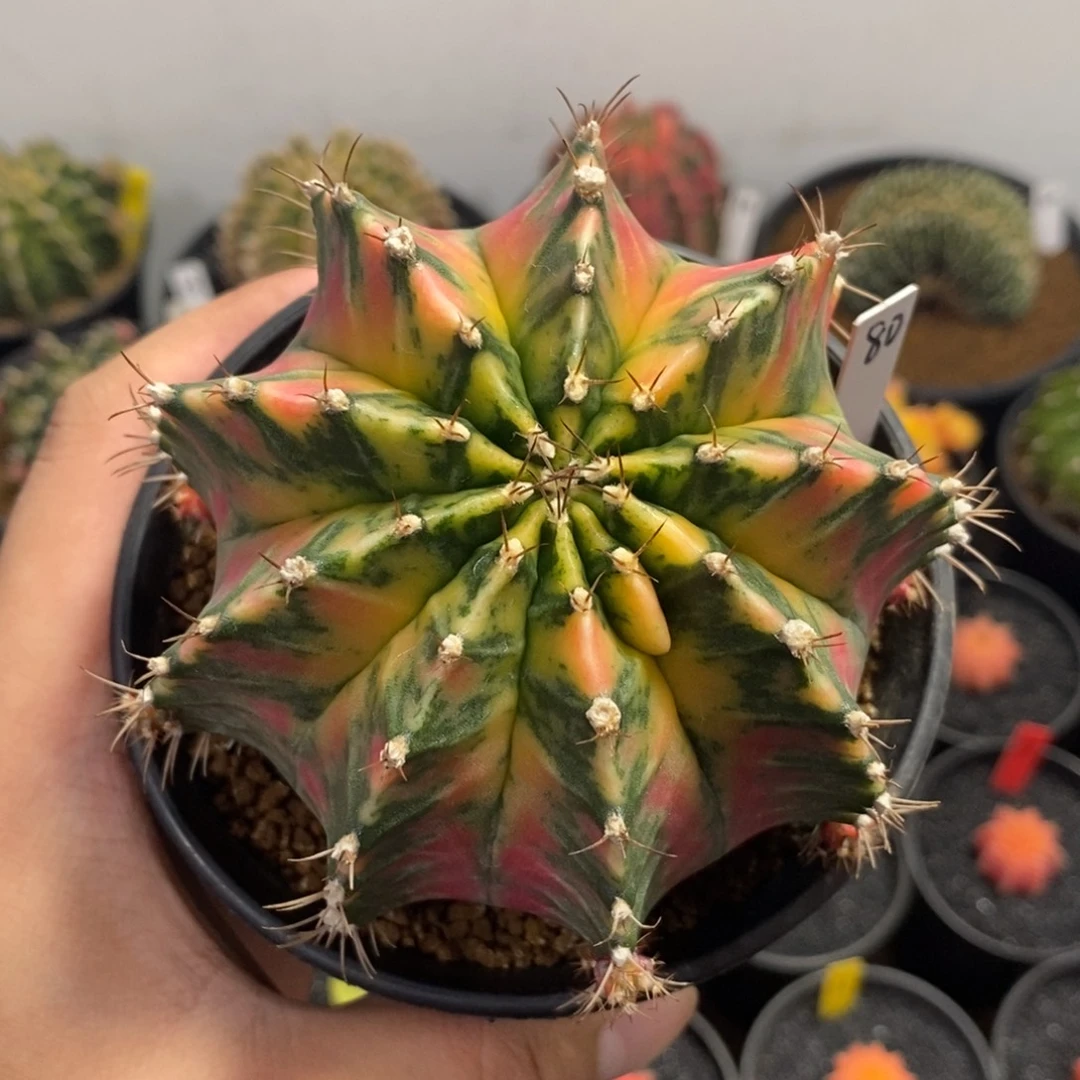 泰系全品米哈—带盆土发货35