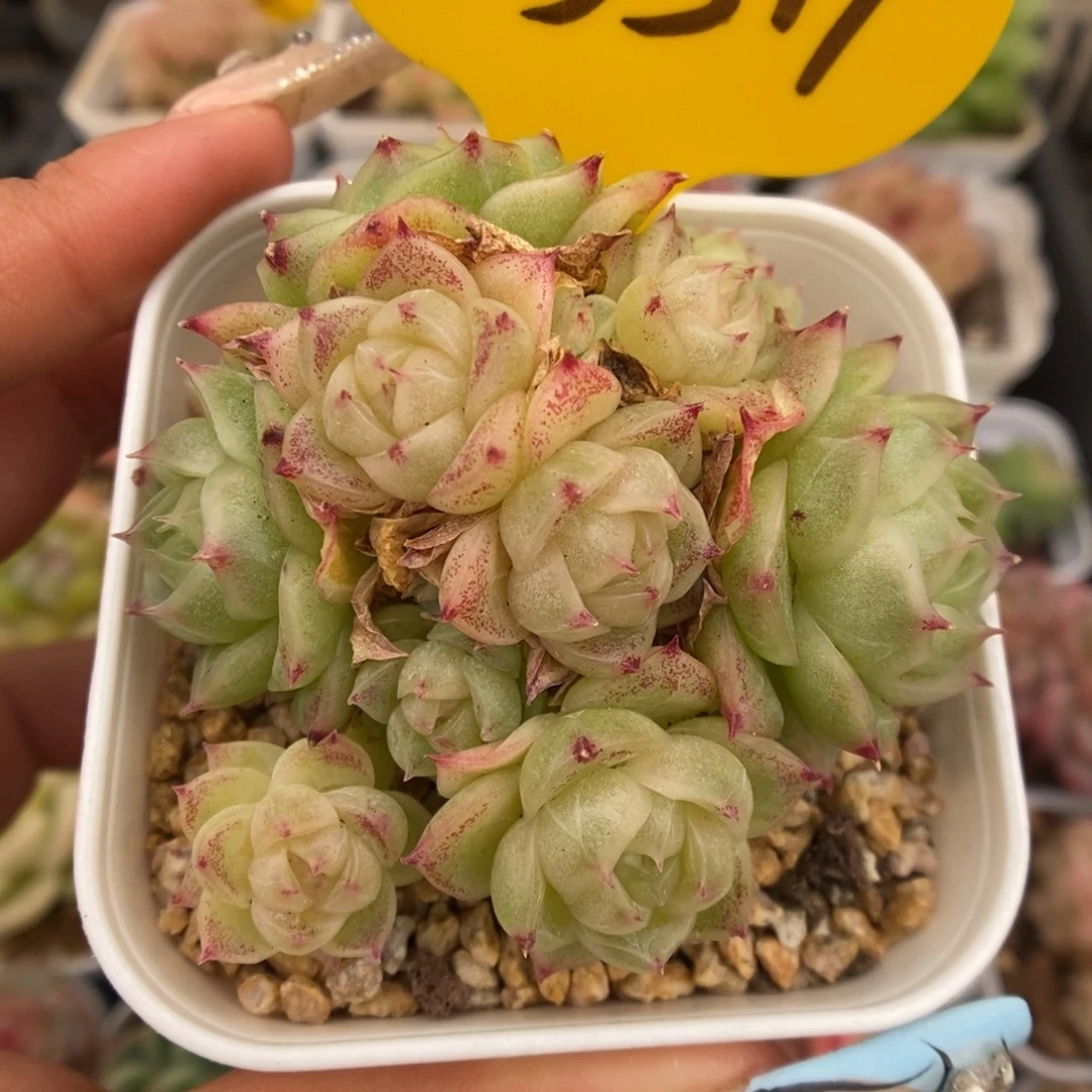 蜜蜡麦秆群生5517号。