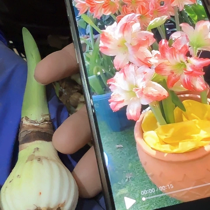 爱神自然球3厘米左右丑球