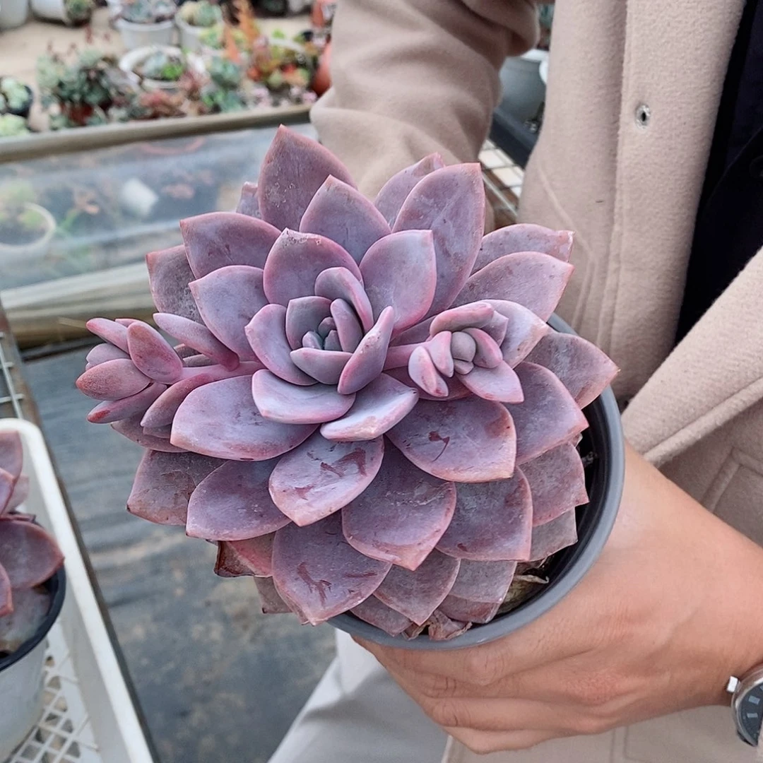 红茶滑雪老桩带桩两盆