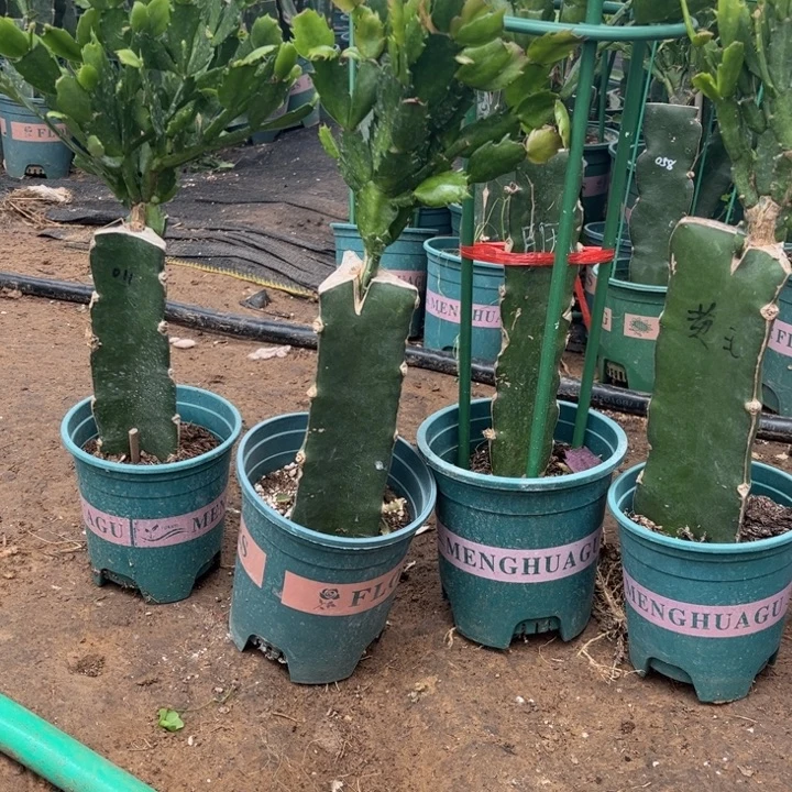 群***业55号011黄色1111111