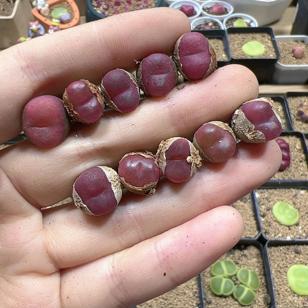 【闪购商品】29 超毛