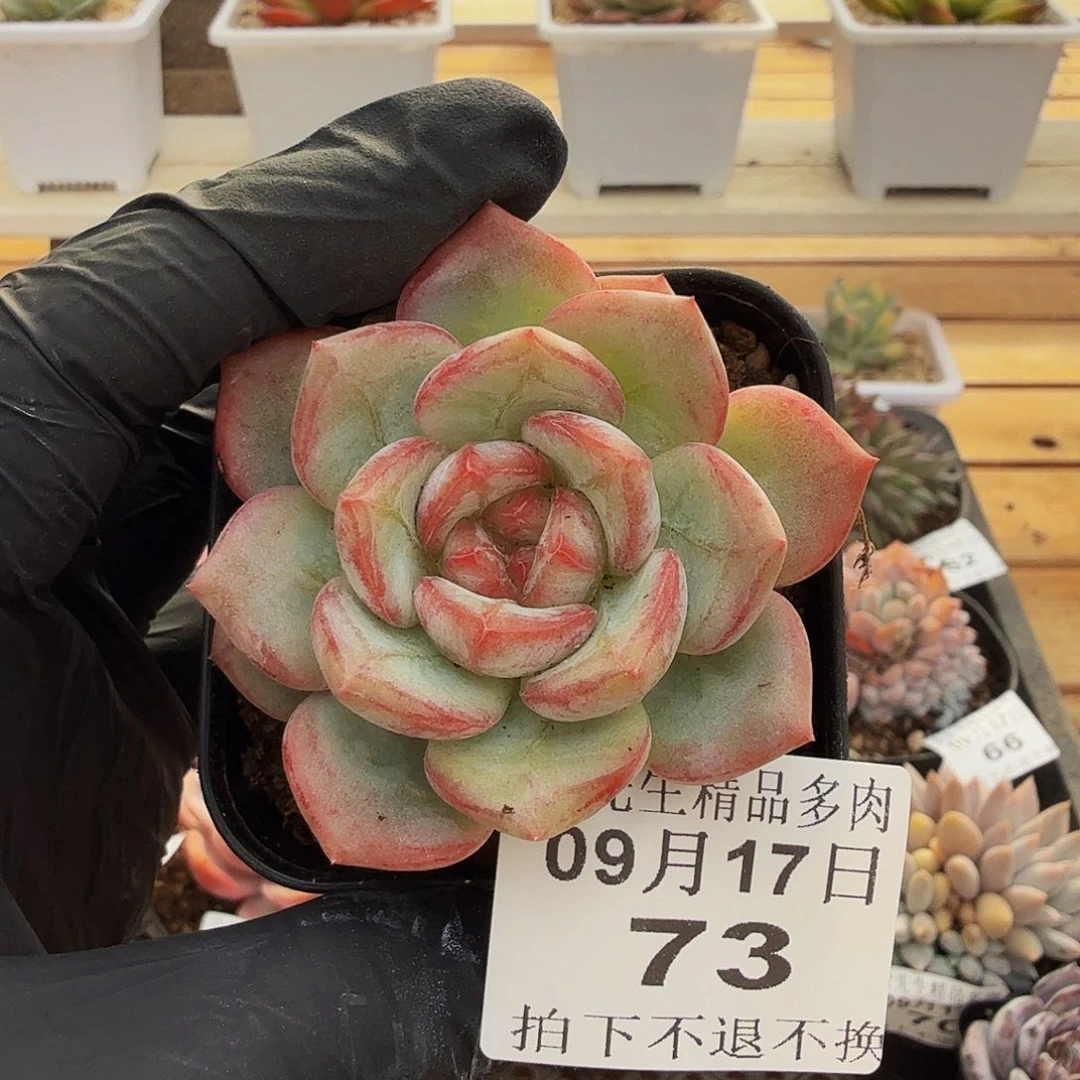 0917-73长相思单头
