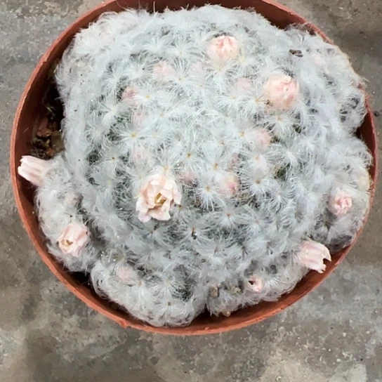 西***3实生白星56767778