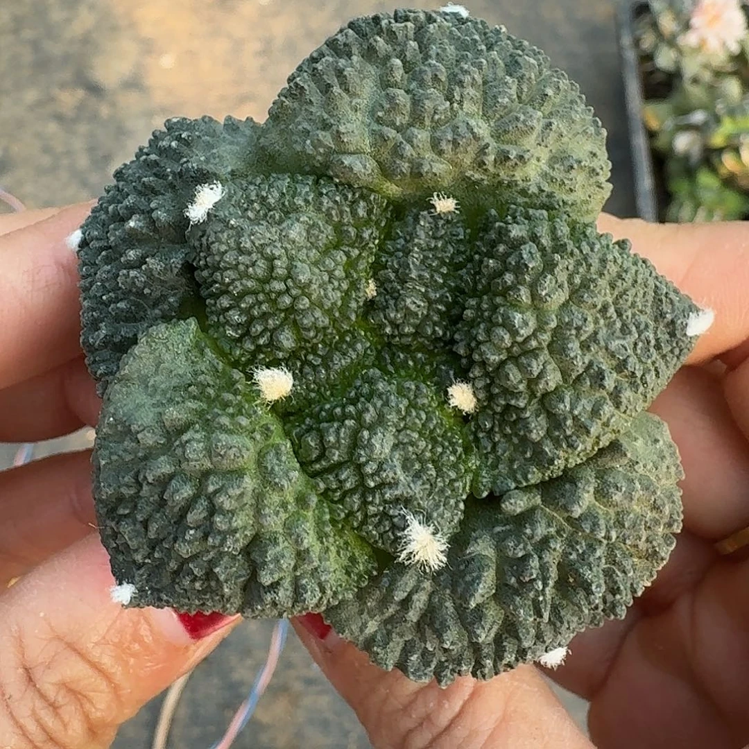 无花朵大尤无毛哥斯拉牡丹302