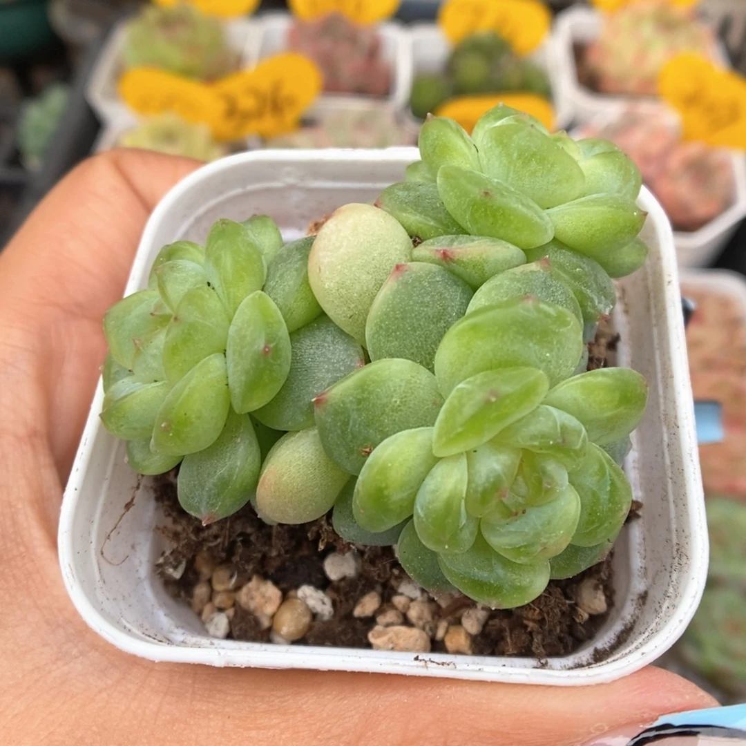 玲珑珍妮群生342号。